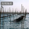 Yamamoto Mountain: Ariake Nori "Yaki-nori" cans (8 cuts, 50 sheets),