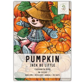 Seed Needs, Jack Be Little Pumpkin Seeds - 50 Heirloom Seeds for Planting Cucurbita Pepo - Non-GMO & Untreated to Plant a Home Grown Pumpkin Patch (1 Pack)