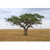 CZ Grain 10 Sausage Tree Seeds Kigelia africana