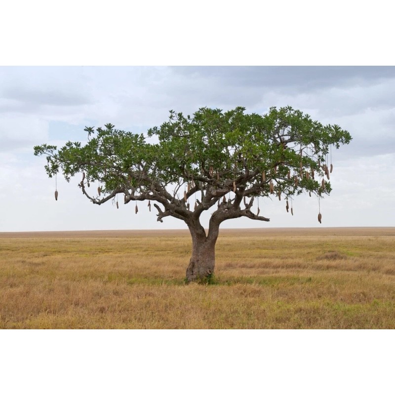 CZ Grain 10 Sausage Tree Seeds Kigelia africana