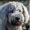 Labradoodle Dog Greeting Card - Square
