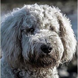 Labradoodle Dog Greeting Card - Square