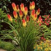 SeedsUP - 80+ Seeds Red Hot Poker Fire Dance -