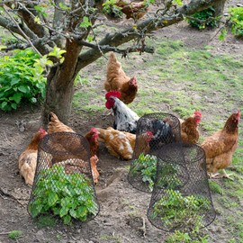 Geosar 20 Pcs Chicken Wire Cloche Plant Protector Cover Metal Garden Cloche Dome for Plants Chicken Wire Protection Basket with Garden Stakes for Avoiding Rabbit Bird Other Small Animals Eat (Black)