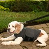 Calming Vest: Anxiety and Stress Relief for Dogs - Dog