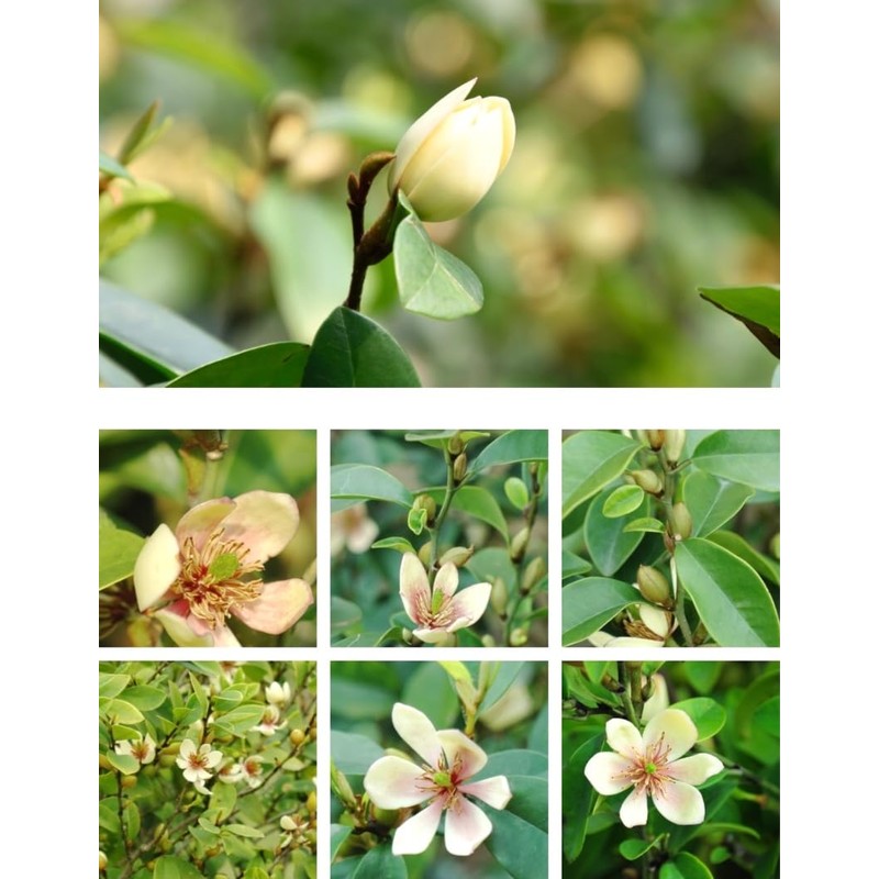 10 Pcs Banana Shrub Seeds Michelia Figo Fragrant Ready to