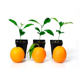 Valencia Orange Tree Starter Plant. Citrus sinensis. 3" - 5"