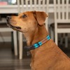 Pet & Posh Reflective Dog Collar - Premium Neoprene Padded