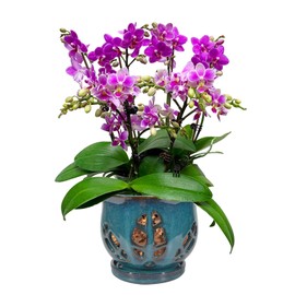 W&W Orchid Pot with Holes and Saucer for Repotting, Teal, 6.5 Inches