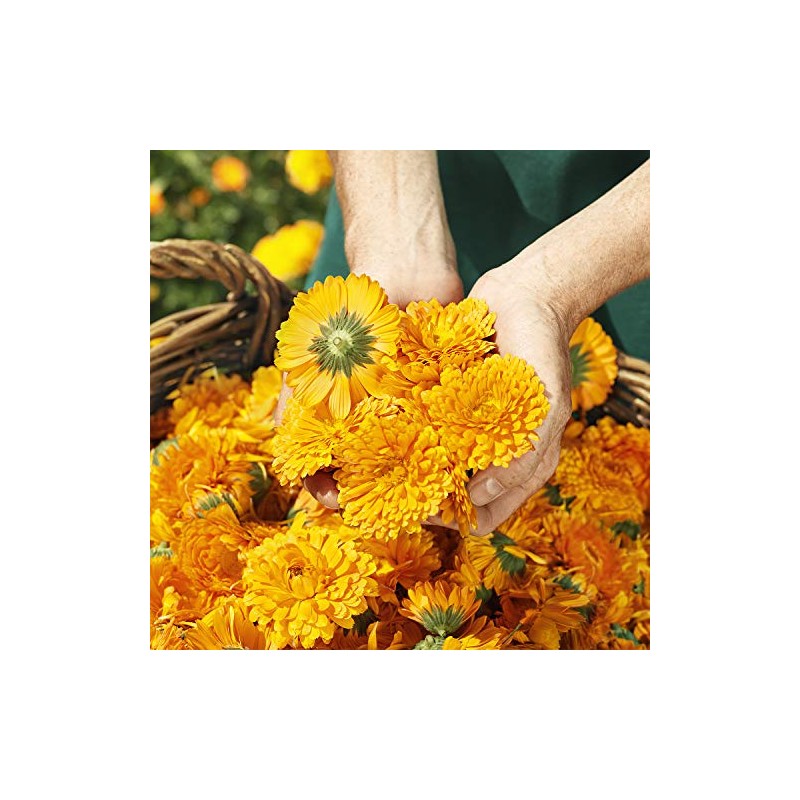 WELEDA WELEDA Calendula Baby Face Cream, 1.7 FZ