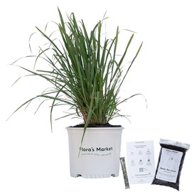 Fakahatchee Grass - 3 Gallon - Includes Planting Kit