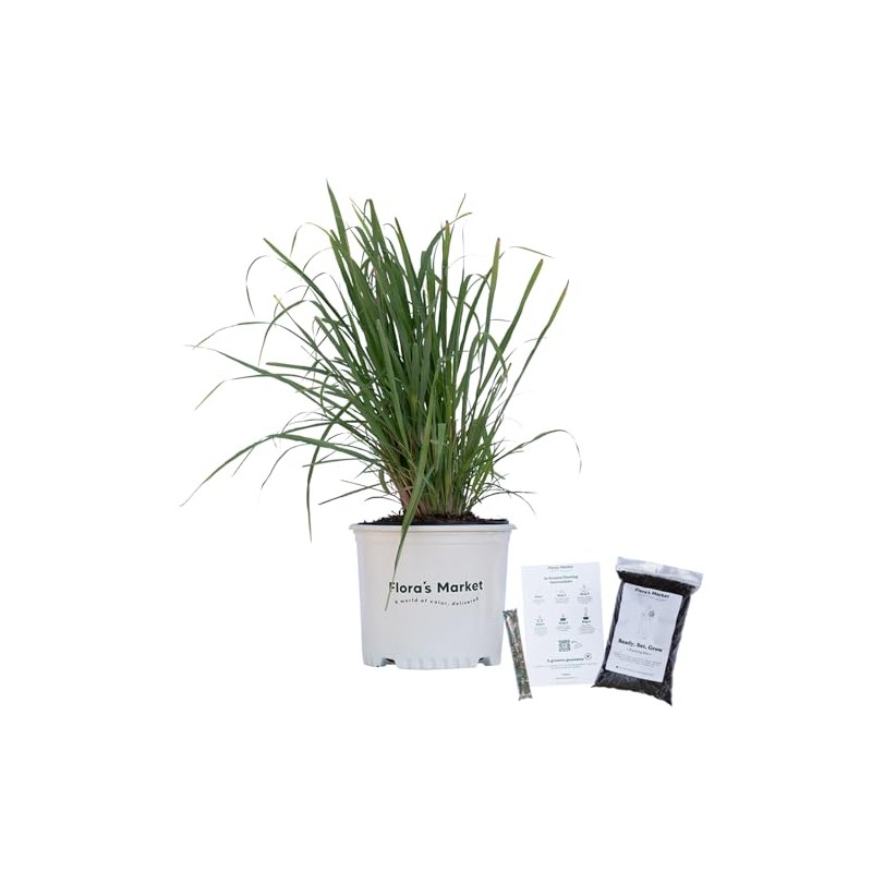 Fakahatchee Grass - 3 Gallon - Includes Planting Kit