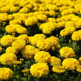 Marigold Seeds for Planting Outdoors, Pack of 6000 Flower Seeds for Plating (Yellow)