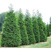 Green Giant Arborvitae (Thuja Plicata) - Western Red Cedar (1, 1 Gallon)