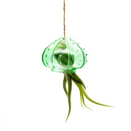 Hanging Glass Sea Urchin Jellyfish with Live Air Plant (Green)