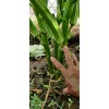 Vegetable-Herb Seeds 50 Okra Seeds / Đậu Bắp for 2025