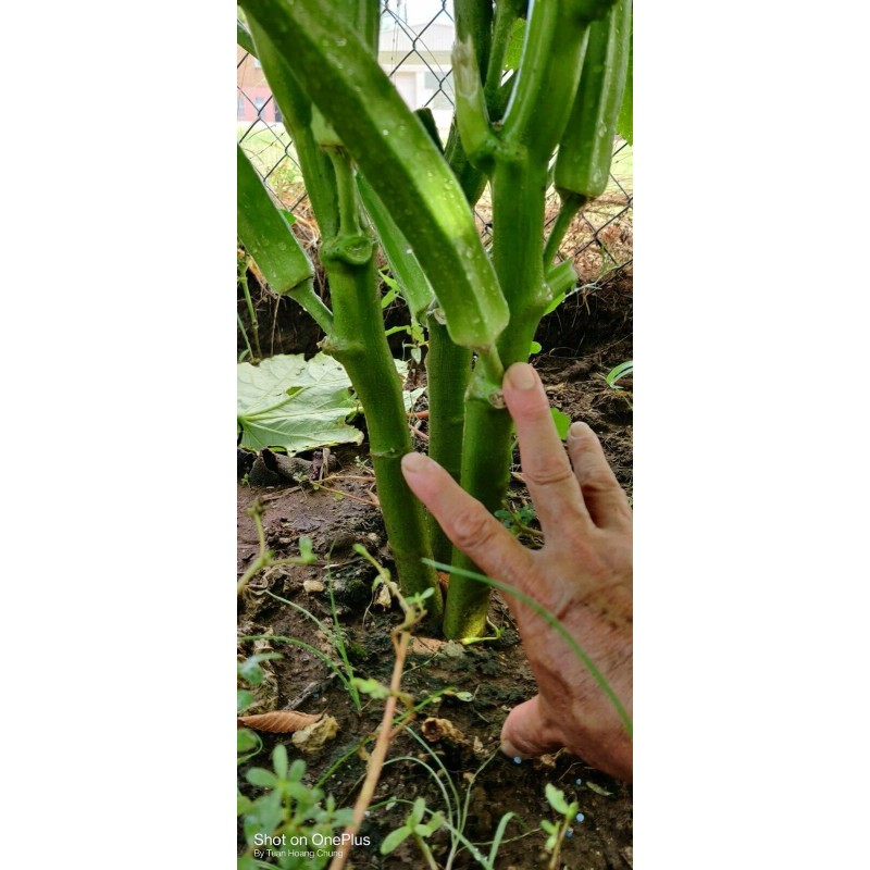 Vegetable-Herb Seeds 50 Okra Seeds / Đậu Bắp for 2025