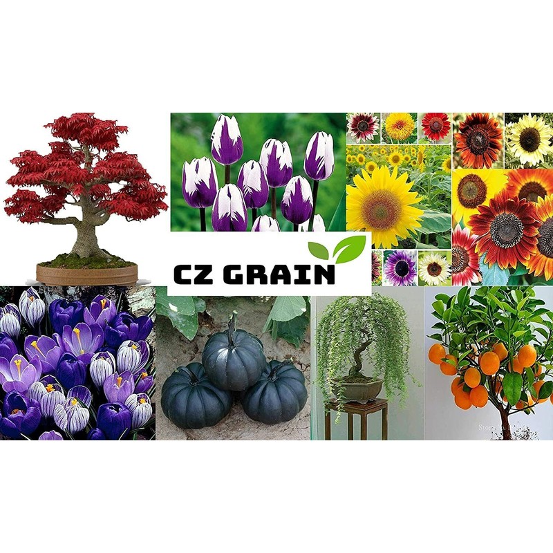 CZ Grain Bonsai Kiwi Tree Seeds for Planting 50 Seeds