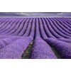 TooGet Fragrant Lavender Buds Natural Dried Lavender Flowers Wholesale, Ultra