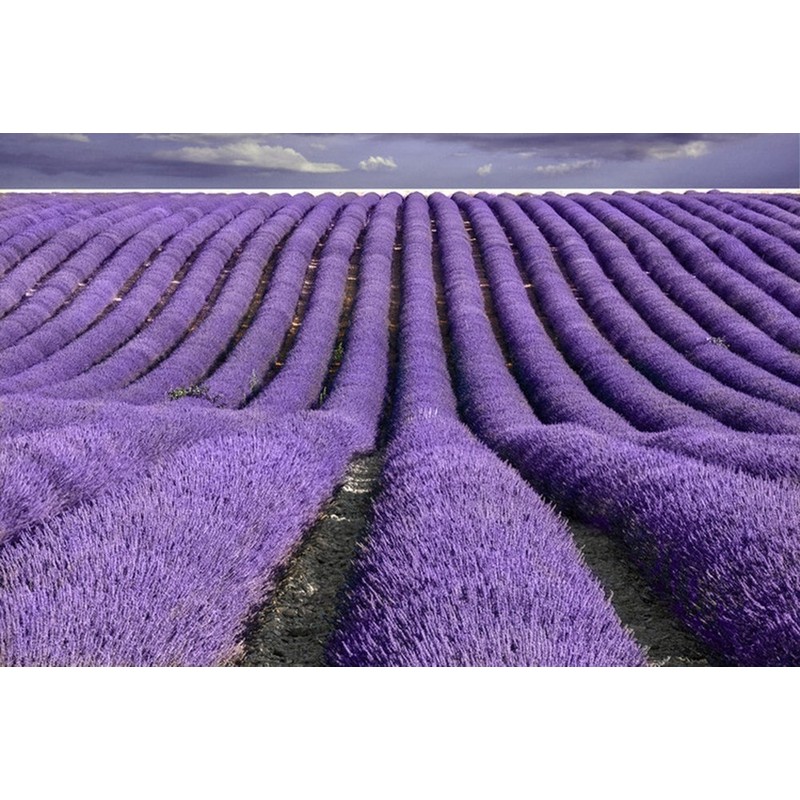 TooGet Fragrant Lavender Buds Natural Dried Lavender Flowers Wholesale, Ultra