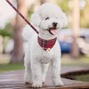 KOOLTAIL- Conjunto de collar y correa para perros pequeños con