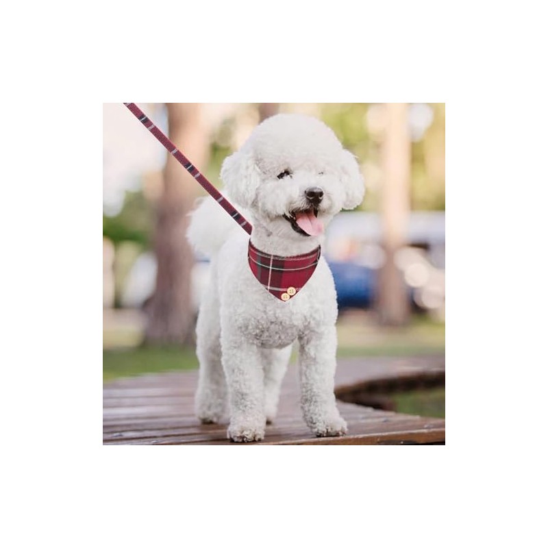 KOOLTAIL- Conjunto de collar y correa para perros pequeños con