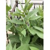 12 (1/2" to 1" Long) Comfrey (bocking 14) Root Cuttings
