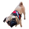 Pechera Arnés Para Pug Personalizado De Uso Rudo