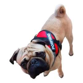 Pechera Arnés Para Pug Personalizado De Uso Rudo