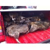FearNot Game Calls Coon Squaller Predator Call Raccoon Caller FearNot