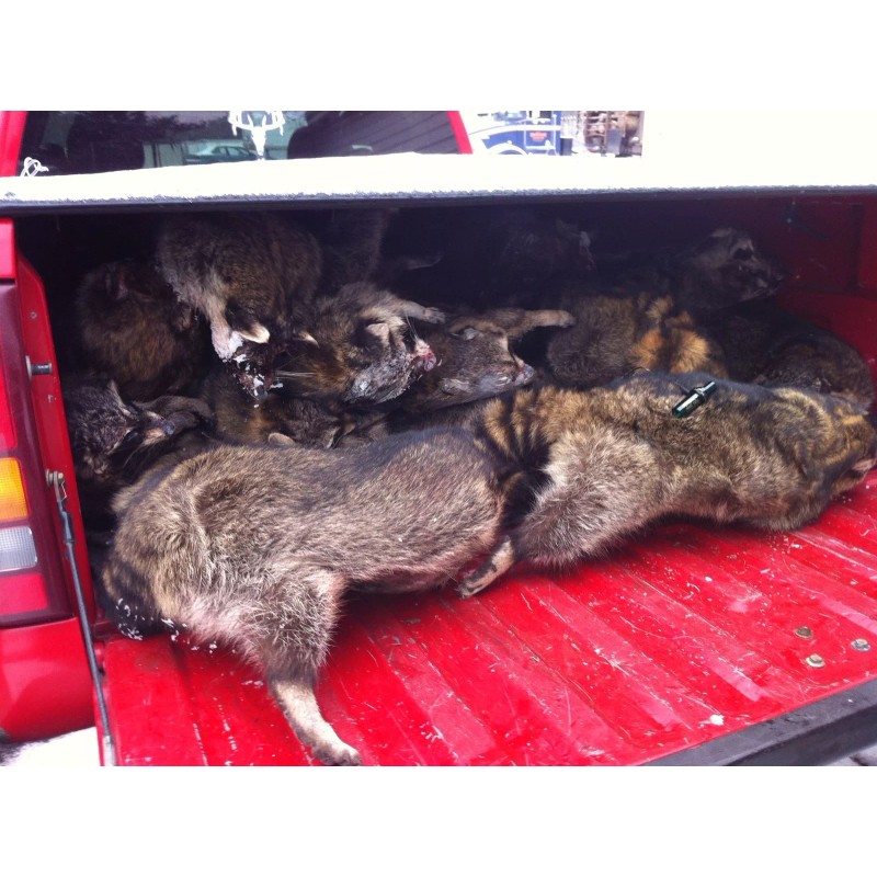 FearNot Game Calls Coon Squaller Predator Call Raccoon Caller FearNot