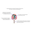 TigerTail Sports White Fat Cat Colorful Design Ping Pong Paddle,