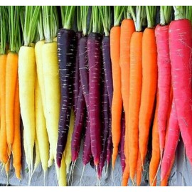 Rainbow Carrot Seeds for Planting Heirloom Non GMO Packets 750 Seeds – Plant & Grow Rainbow Carrots in Home Outdoor Garden, Great Gardening Gift – 5 Packets
