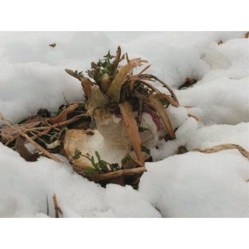 Whitetail Institute Tall Tines Tubers, 12 LB