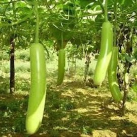 Fresh Snake Gourd  Seeds, Lagenaria siceraria Bottle Gourd Seeds, 10 -20 hột bầu 2025 - 20 seeds