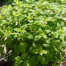 Link 1600 LEMON BALM CITRONELLA PERENNIAL  SEEDS MOSQUITO INSECT REPELLENT NON-GMO