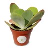 Kalanchoe Flapjacks Succulents Kalanchoe Thrysiflora in 4" Pot