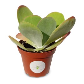 Kalanchoe Flapjacks Succulents Kalanchoe Thrysiflora in 4" Pot