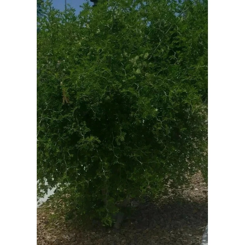 Tree FRESH TEXAS EBONY TREE SEEDS - 20 SEEDS (026)