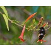 Buy Rare Seeds Anisacanthus quadrifidus | Hummingbird | Flame Acanthus