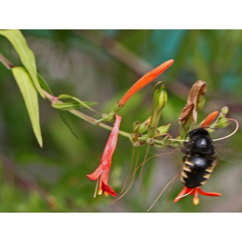 Buy Rare Seeds Anisacanthus quadrifidus | Hummingbird | Flame Acanthus