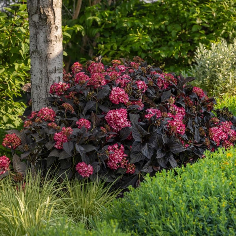 Blooming & Beautiful – Eclipse Bigleaf Hydrangea – 3 gal