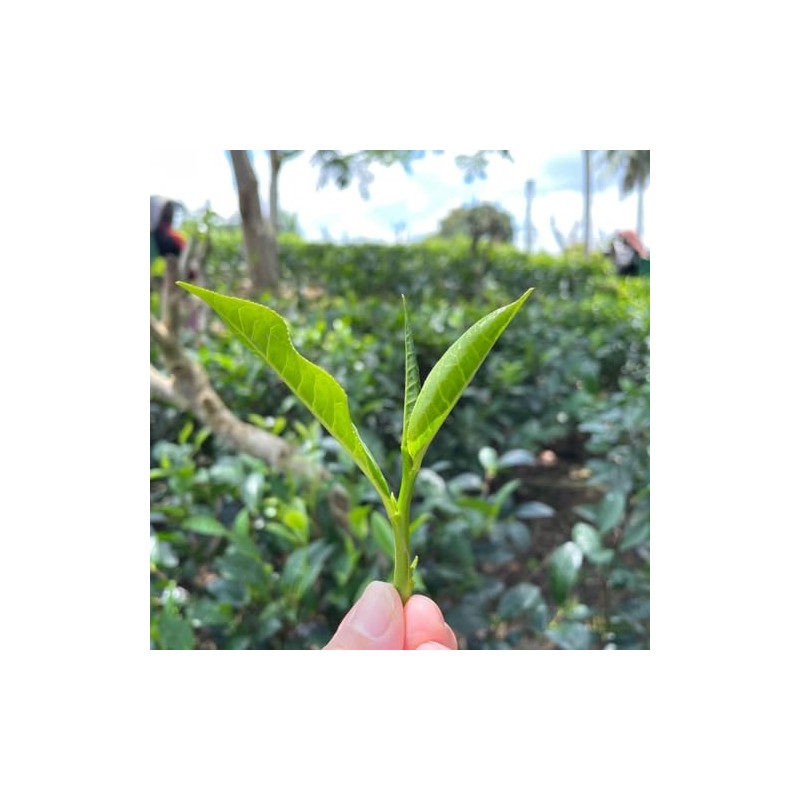 TEARTH Darjeeling Leaf Black Tea 3.5 oz (100 g)