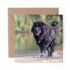 1 x Greeting Card Newfoundland Dog Puppy Cute - Blank