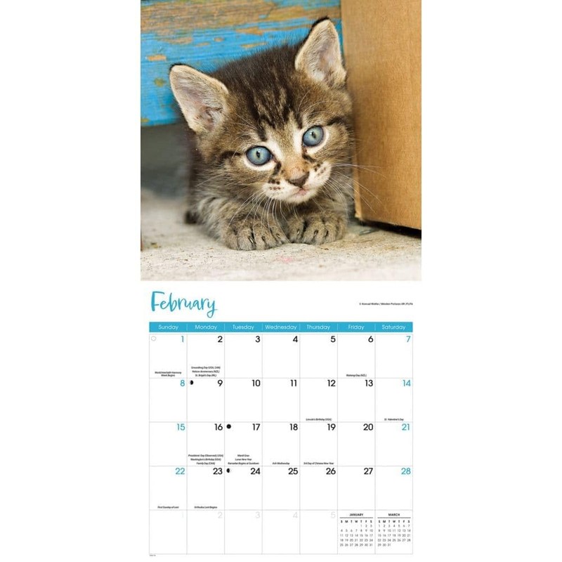Carousel Calendars, Kittens 2026 Wall Calendar, 12'' X 12'', 16-Month