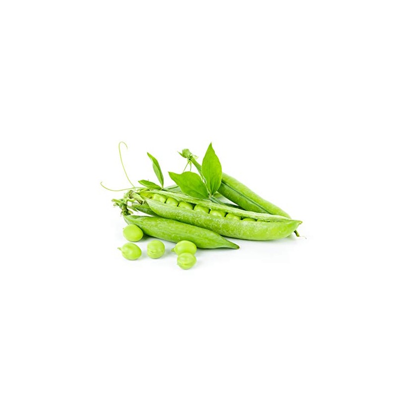 Thomas Laxton Pea Seeds - 30 Grams - Non-GMO