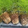 Growing Asparagus Root Seedlings 5 ​​Year Old Root Seedlings 50 Weeks Green / 아스파라거스 종근 키우기 모종 5년생 뿌리 모종 50주 초록