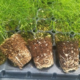 Growing Asparagus Root Seedlings 5 ​​Year Old Root Seedlings 50 Weeks Green / 아스파라거스 종근 키우기 모종 5년생 뿌리 모종 50주 초록