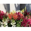RAISE ME UP: Snapdragon Magic Carpet Mix Low Dwarf Delphinium