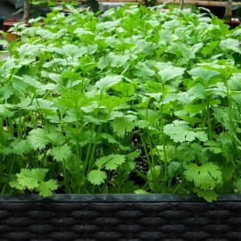 NYgardenia 1000pcs Cilantro Seeds for Planting Heirloom Coriander Herb for Outdoor Garden
